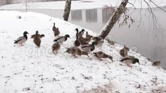 雪地里的鸭子视频的预览图