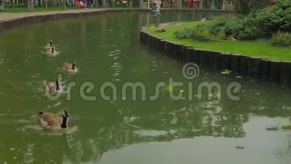 小镇池塘里的鸭子视频的预览图