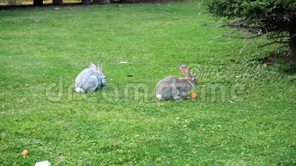 草地上的两只兔子视频的预览图
