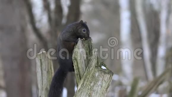 一只黑松鼠坐在树桩上视频的预览图