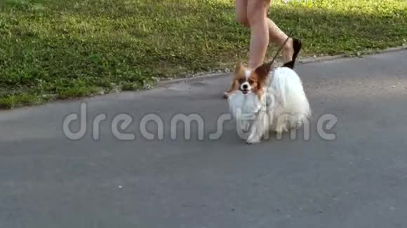 毛茸茸的狗在散步视频的预览图