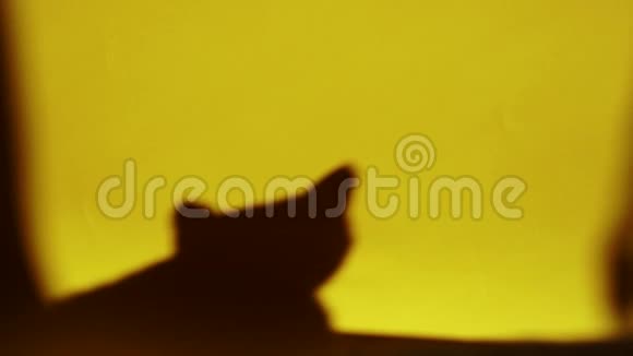 一只猫在黄墙上的影子视频的预览图