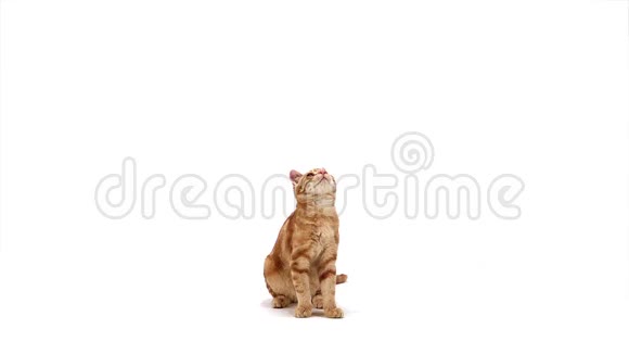红色禁忌家猫成人在白色背景下跳跃视频的预览图