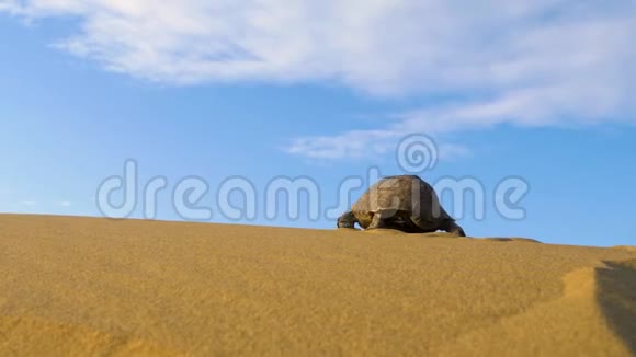 海龟在沙漠里爬行视频的预览图