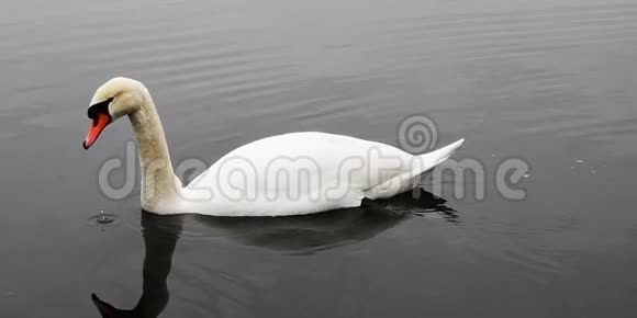 湖上两只白天鹅视频的预览图