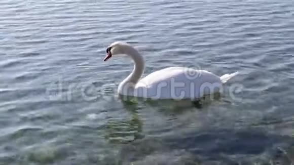 白天鹅在水里游泳视频的预览图