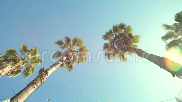 高大的棕榈树和太阳视频的预览图