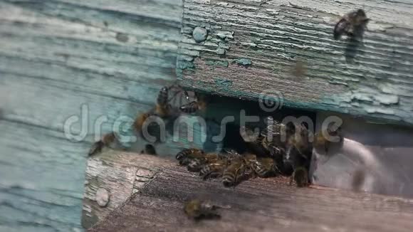 蜂群聚集在一个木制的蜂巢里视频的预览图