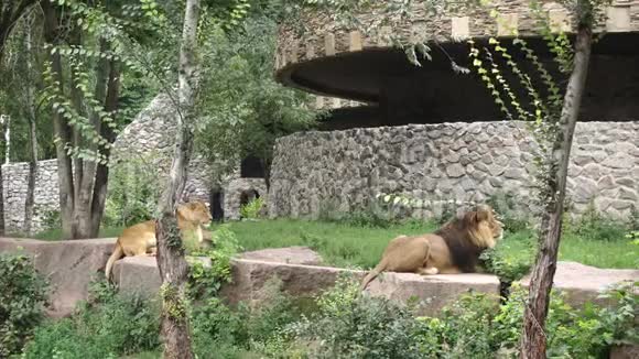 狮子在休息视频的预览图