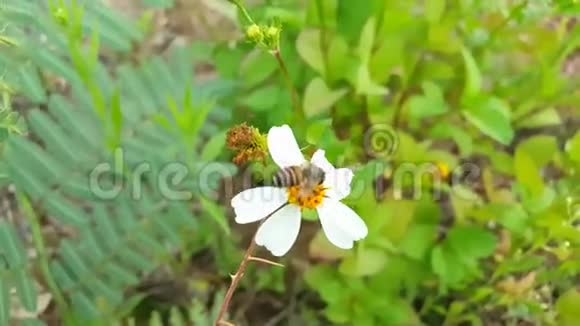 蜜蜂在花上收集花粉然后飞走4k视频的预览图