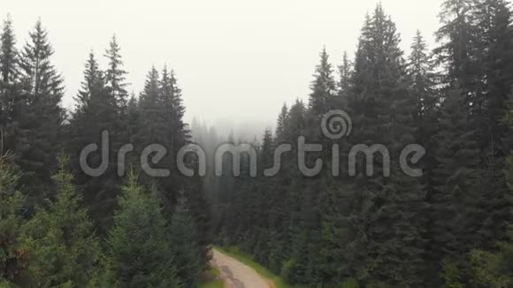 雾中针叶林视频的预览图