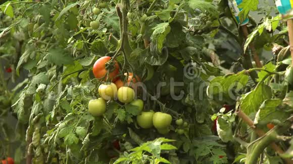 番茄葡萄藤视频的预览图