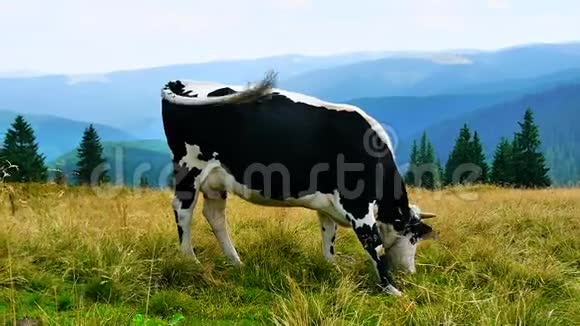 牛在山上的牧场上视频的预览图