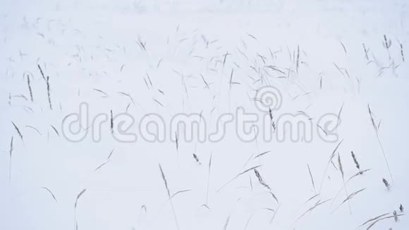 雪中枯草视频的预览图