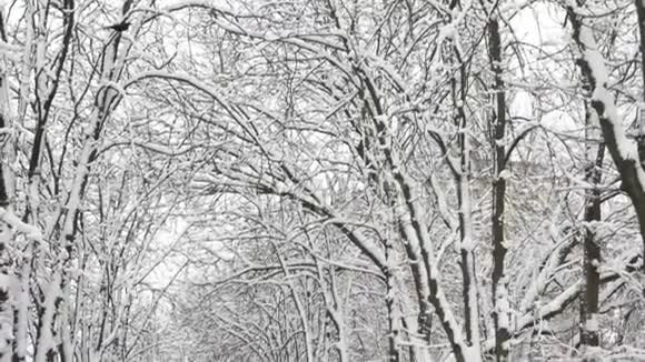 冬季树木和人行道视频的预览图