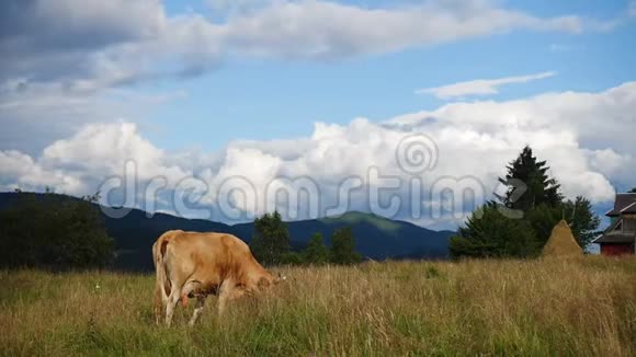 牛在山上的牧场上视频的预览图