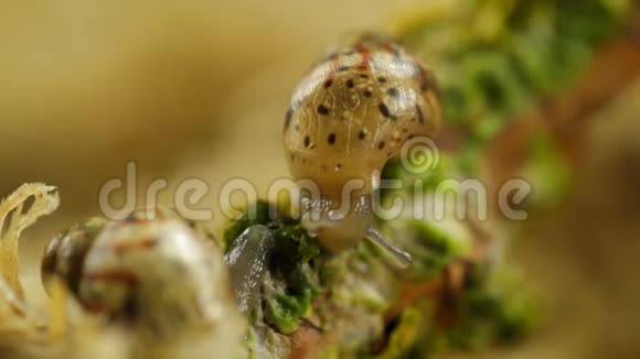 蜗牛吃宏观视频的预览图