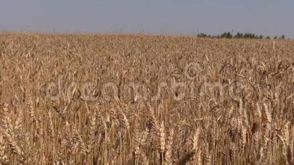 夏日的蓝天覆盖着田野金黄的大麦视频的预览图