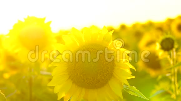 快乐的向日葵幸福太阳夏天夏天视频的预览图