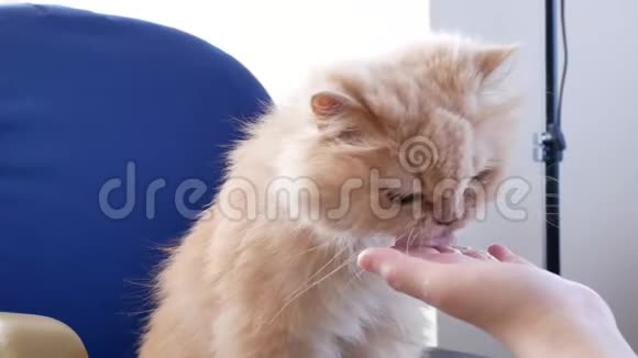 波斯猫在椅子上吃毛球治疗凝胶的运动视频的预览图