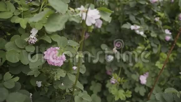 院子里的玫瑰花丛视频的预览图
