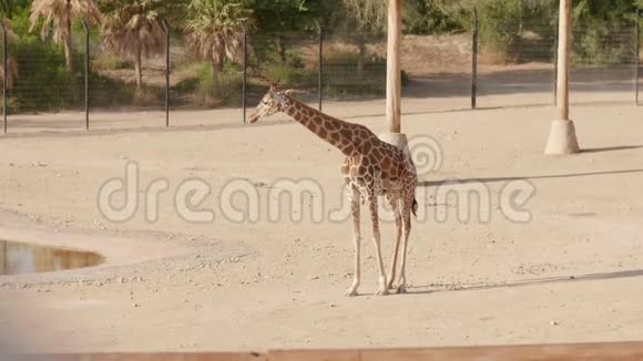 阳光明媚的一天长颈鹿在动物园里视频的预览图