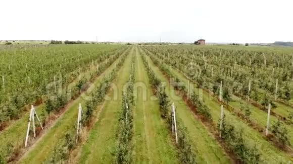 苹果种植园的鸟瞰图苹果的栽培全景苹果果园用无人机拍摄照相机视频的预览图