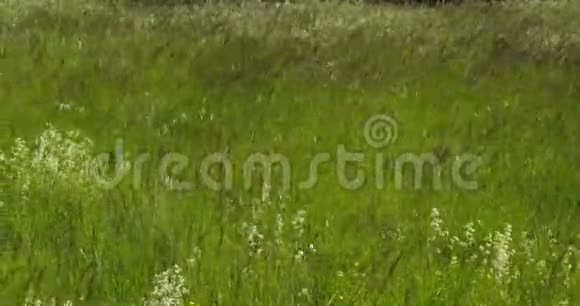 野草在风中摇曳视频的预览图