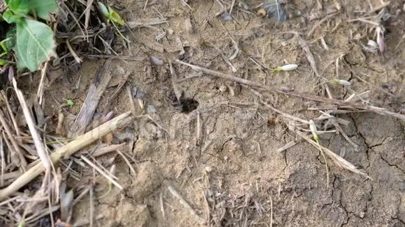黑蚂蚁窝在地上视频的预览图