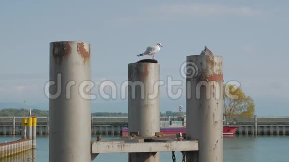 鸽子和海鸥在港口视频的预览图
