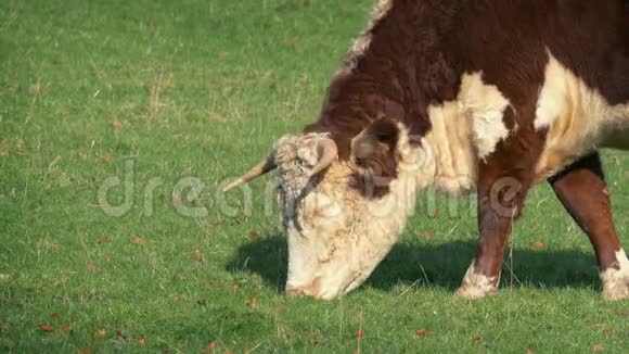 牛在田里吃草视频的预览图