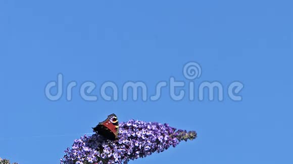 孔雀蝶紫锥菊成年飞行中从法国的巴德莱亚或夏丁香巴德莱亚达维迪诺曼底起飞视频的预览图