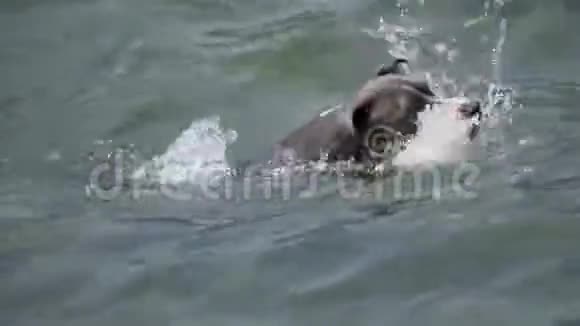 狗水游泳安斯塔夫视频的预览图