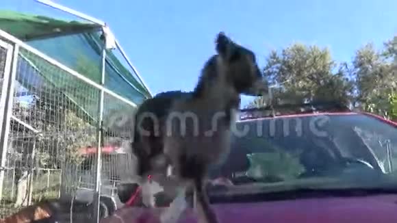 山羊坐在车上2视频的预览图