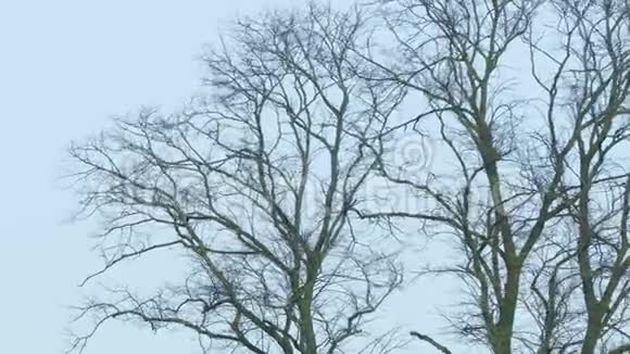 冬天的风日树木视频的预览图