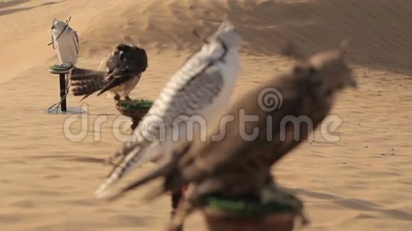 迪拜沙漠里的猎鹰视频的预览图