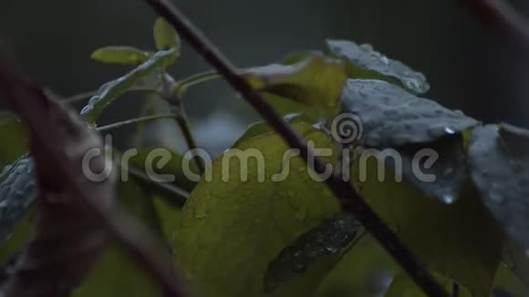 雨点落在树的叶子上视频的预览图