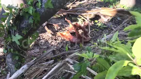 4K森林地板上的干尖棕榈叶基层视频的预览图