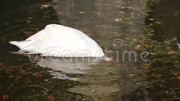 池塘里的黑白天鹅视频的预览图