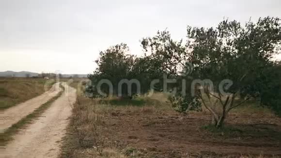 小橄榄农场路视频的预览图