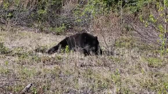 黑熊在吃草视频的预览图