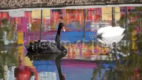 池塘里的黑白天鹅视频的预览图