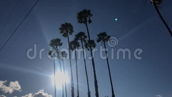 极高的棕榈树4K30英尺视频的预览图
