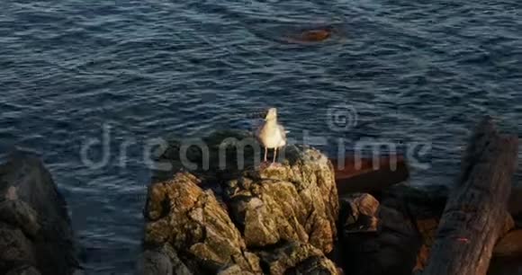 海鸥坐在岩石上视频的预览图