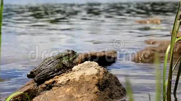 石上绿蛙视频的预览图