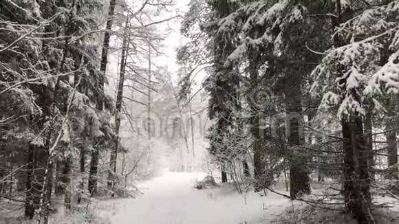 森林里毛茸茸的雪视频的预览图