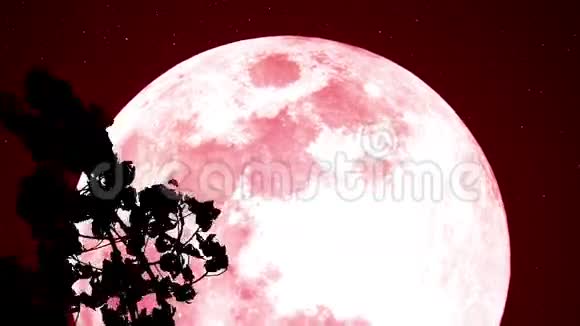 森林里的红月视频的预览图