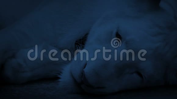 宠物狮子在黑暗中抬头视频的预览图