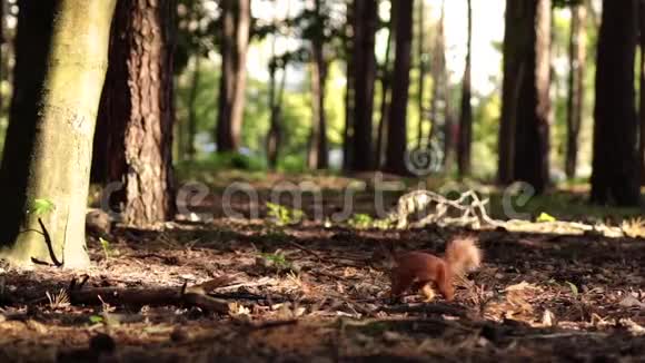 森林里的松鼠视频的预览图