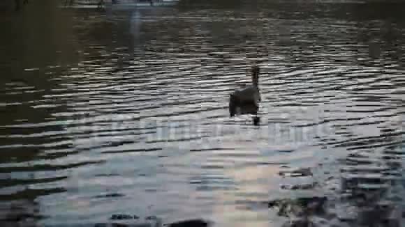 天鹅漂浮在湖上视频的预览图